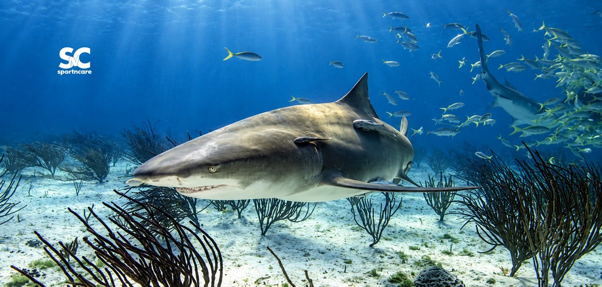 SHARK DIVING